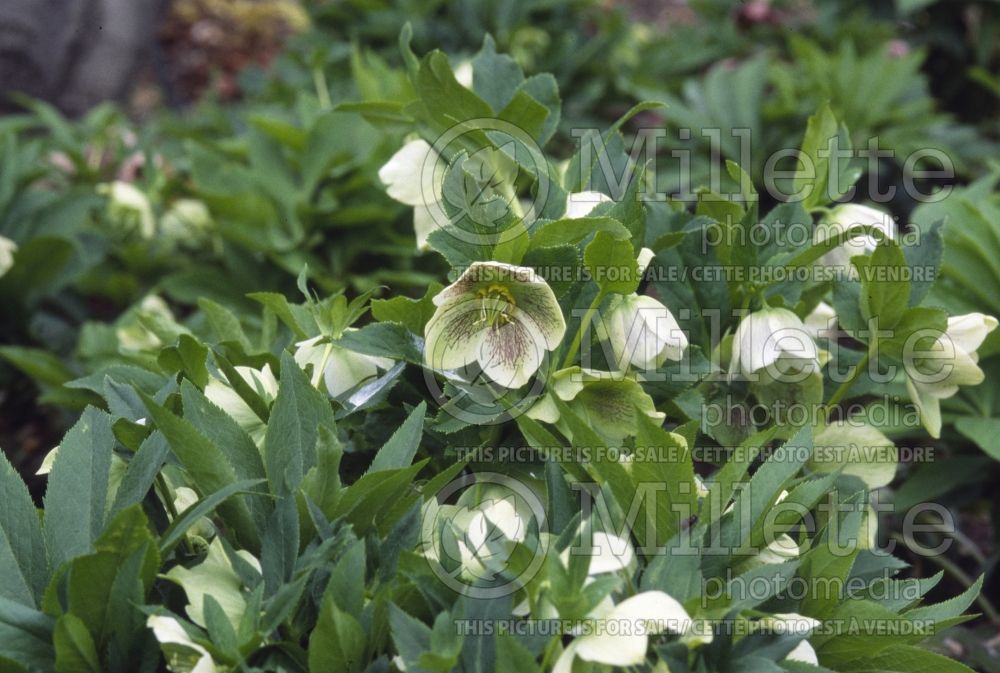 Helleborus White Spotted Lady (Lenten Rose) 1