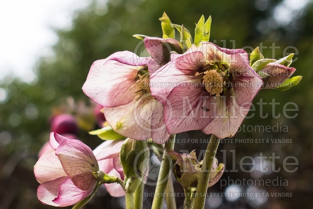 Helleborus Painted Bunting (Lenten Rose) 1