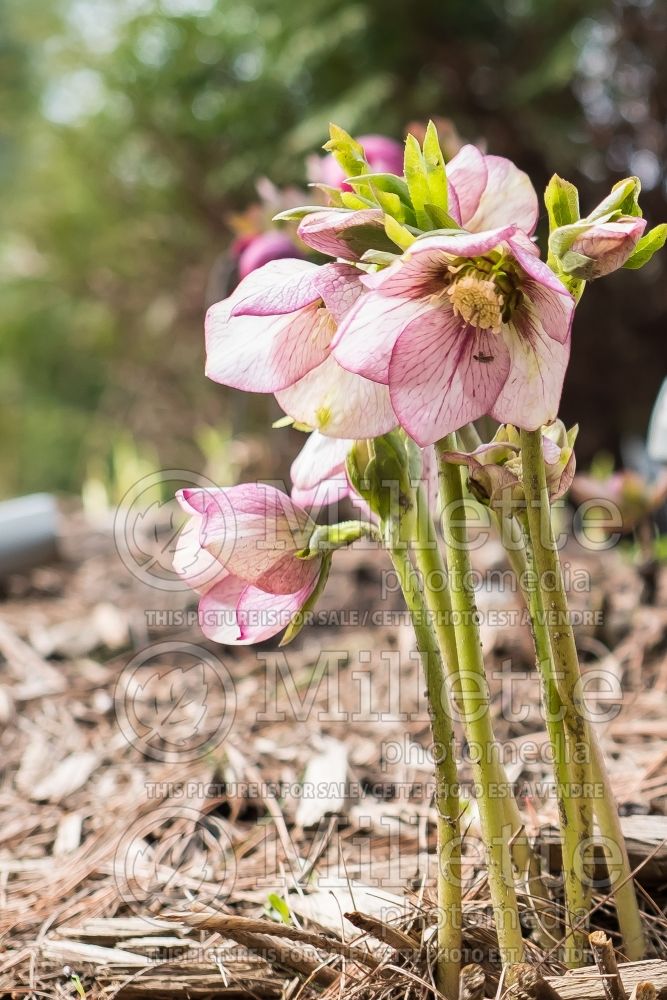 Helleborus Painted Bunting (Lenten Rose) 2