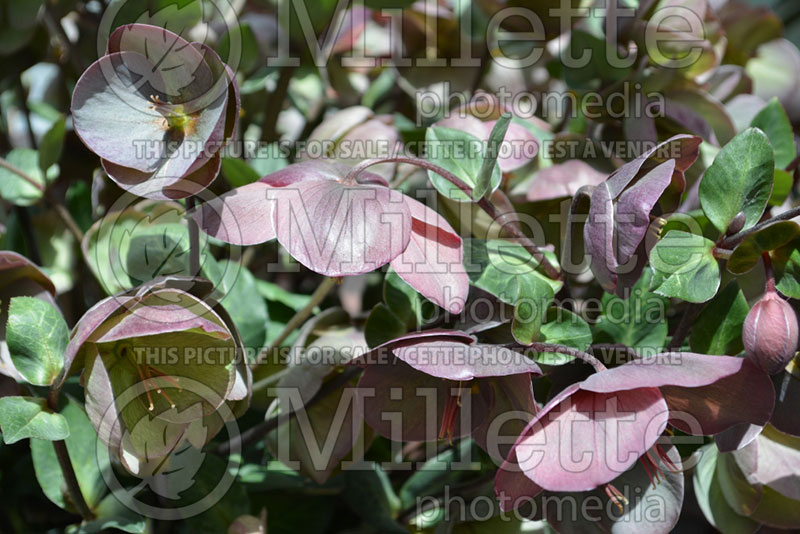 Helleborus Penny's Pink (Lenten Rose)  1