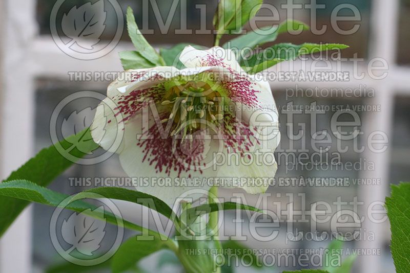 Helleborus Pine Knot Select (Lenten Rose)   1