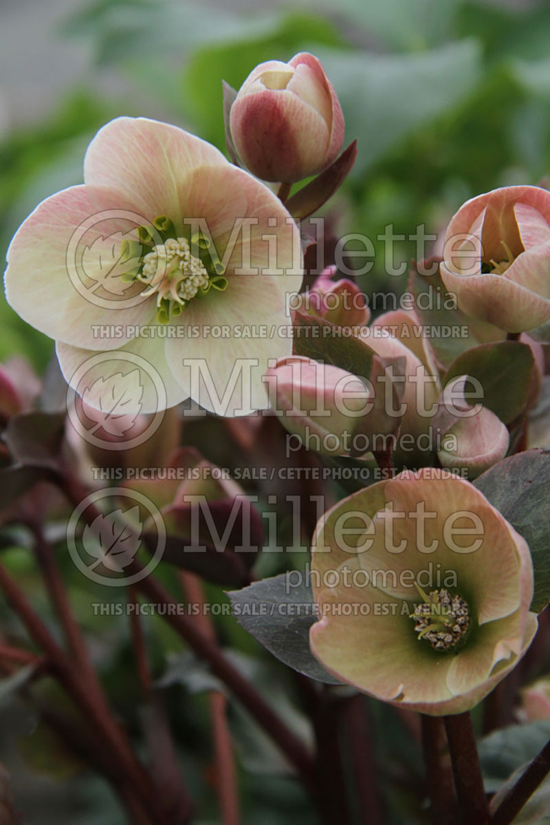 Helleborus Pink Frost (Lenten Rose) 3 