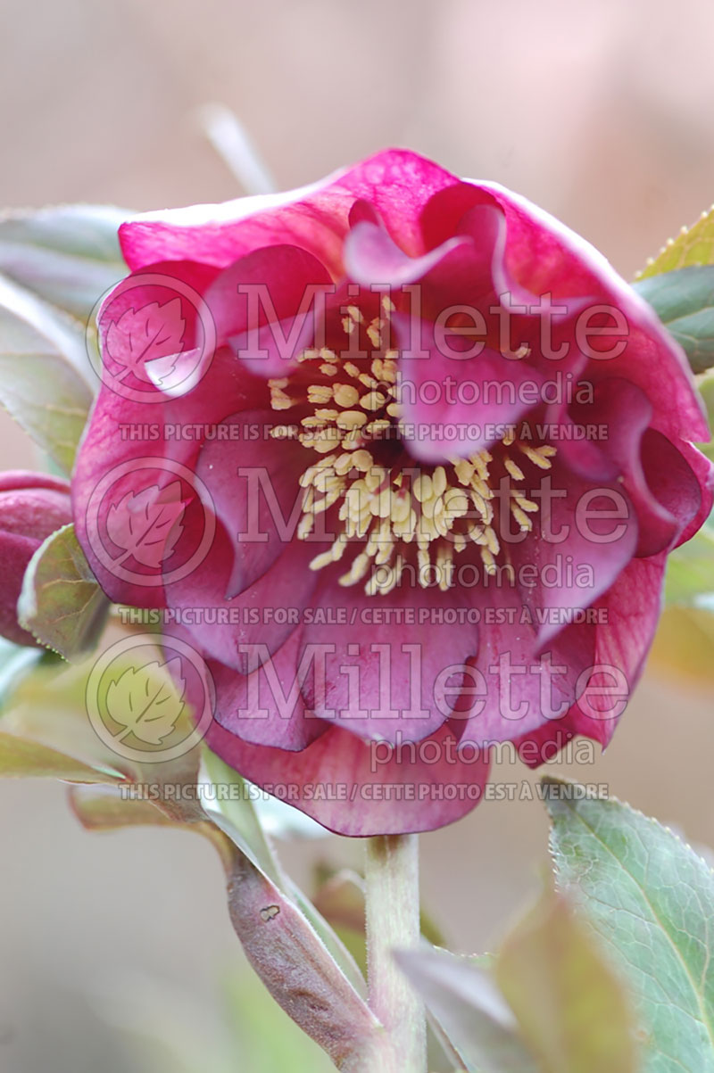 Helleborus Regal Ruffles Strain (Lenten Rose)  1