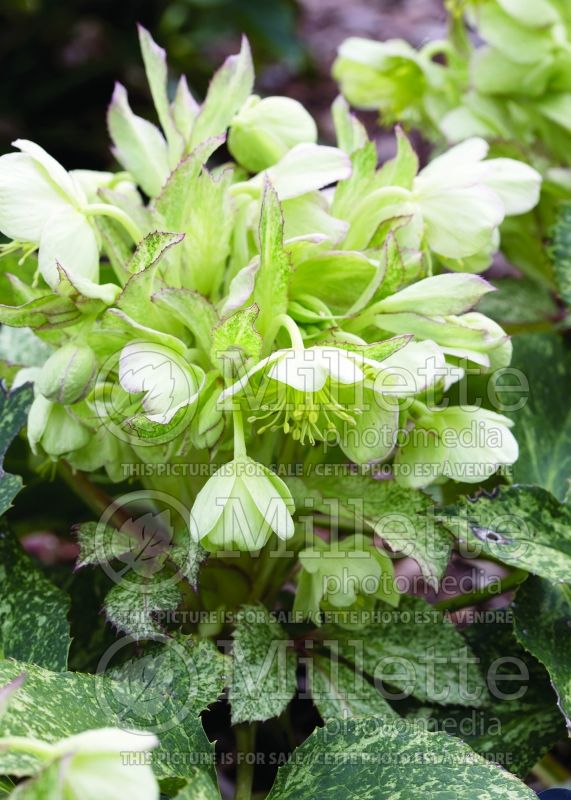 Helleborus Snow Fever (Lenten Rose)  1