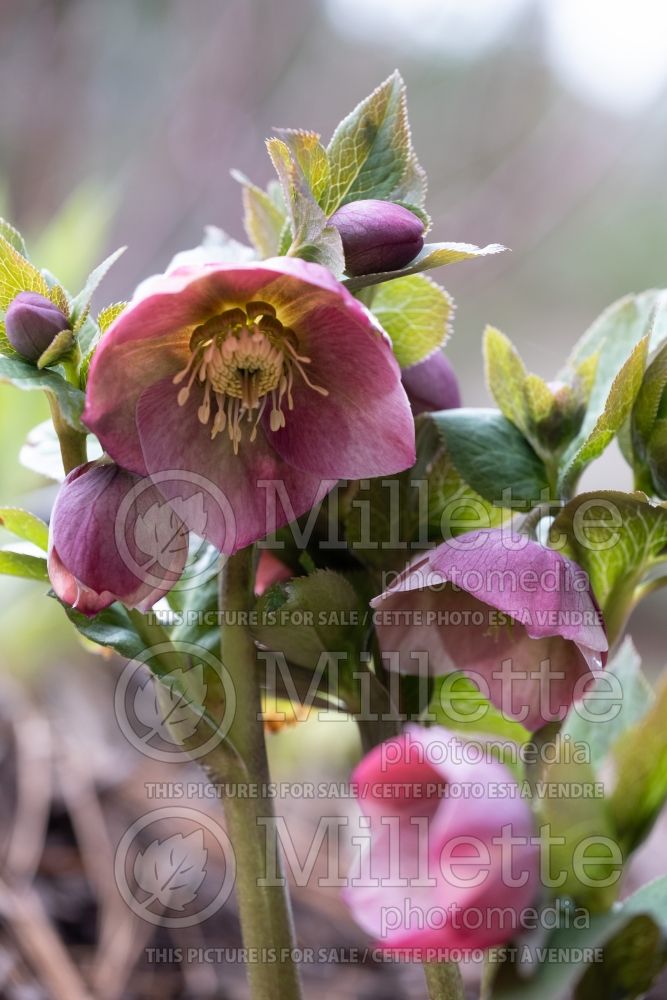 Helleborus Spring Promise Bridget (Lenten Rose) 1 