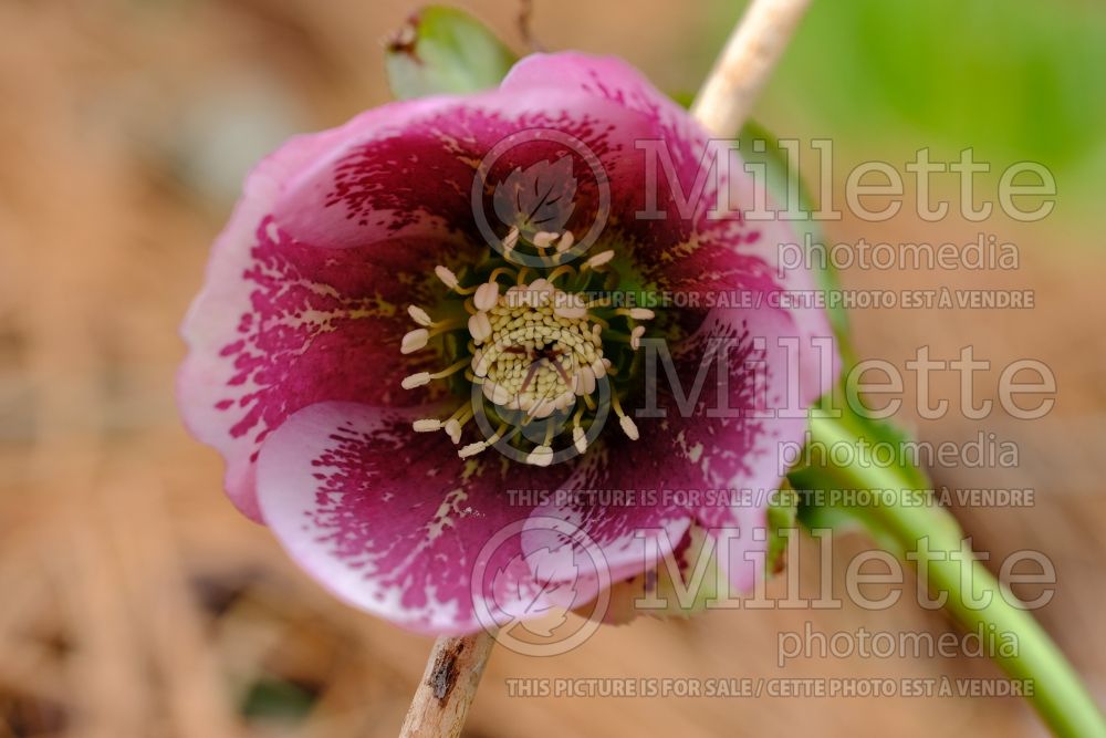 Helleborus Spring Promise Charlotte (Lenten Rose) 2 