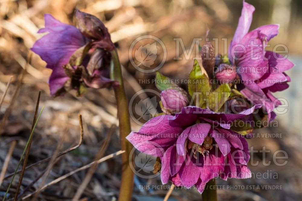 Helleborus Spring Promise Elly (Lenten Rose) 2