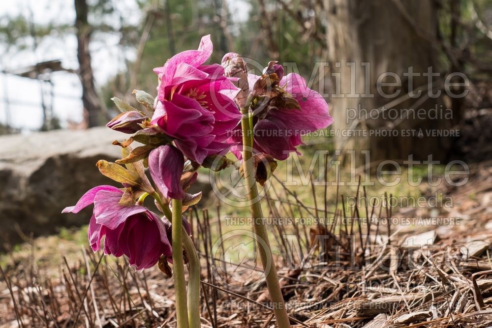 Helleborus Spring Promise Elly (Lenten Rose) 3