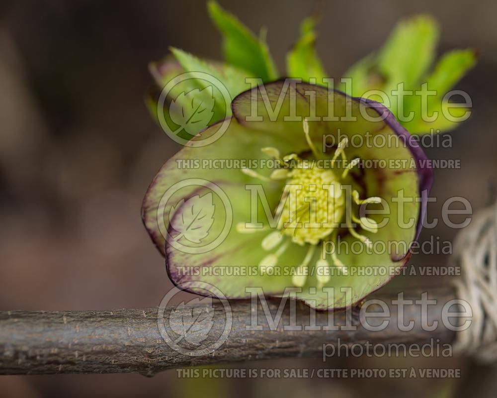 Helleborus Spring Promise Valerie (Lenten Rose) 1