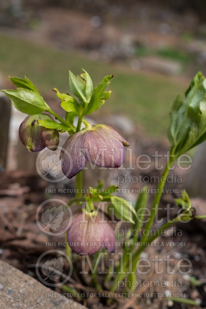 Helleborus Spring Promise Valerie (Lenten Rose) 2