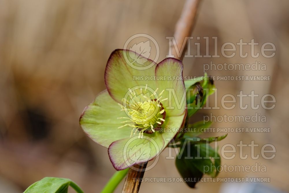 Helleborus Spring Promise Valerie (Lenten Rose) 4