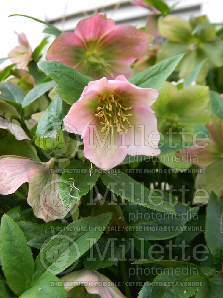 Helleborus Sunshine Strain (Lenten Rose)   2