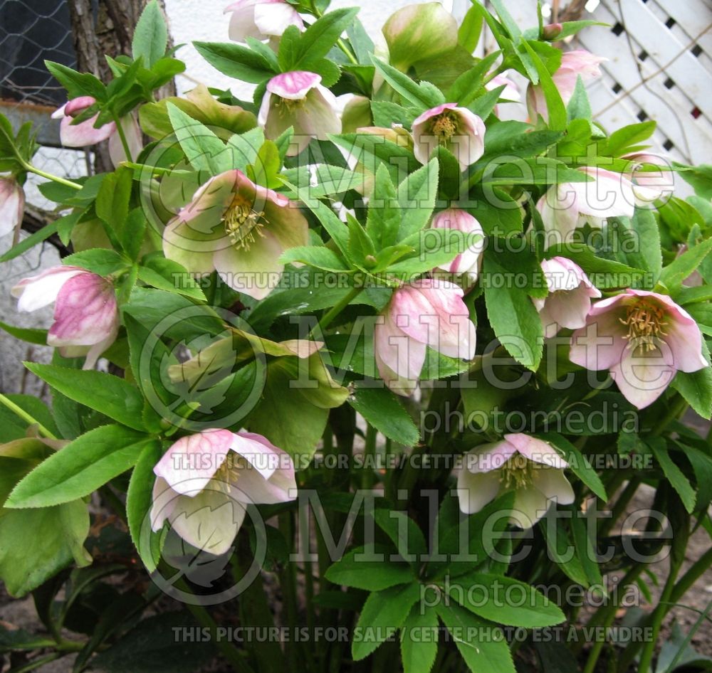 Helleborus Sunshine Strain (Lenten Rose)   1