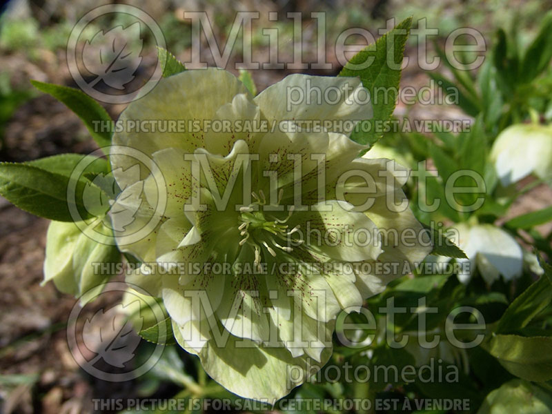 Helleborus Swirling Skirts aka Swirlin’ Skirts (Lenten Rose) 6