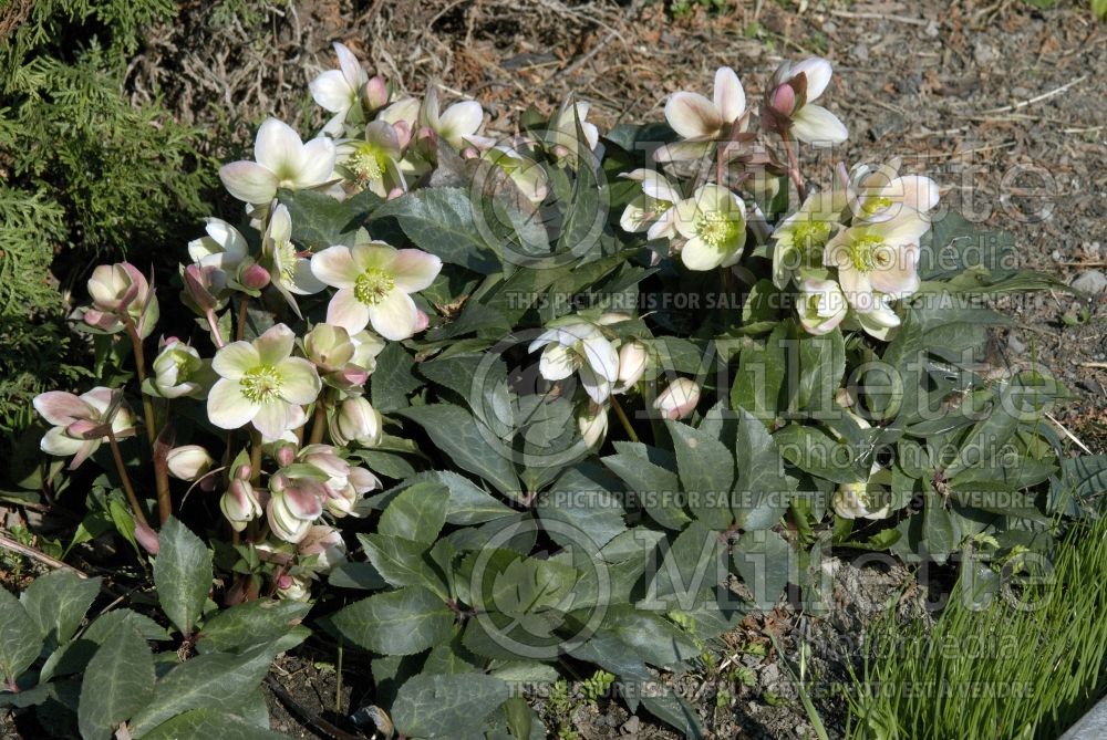 Helleborus Ivory Prince or Walhelivor (Lenten Rose) 2