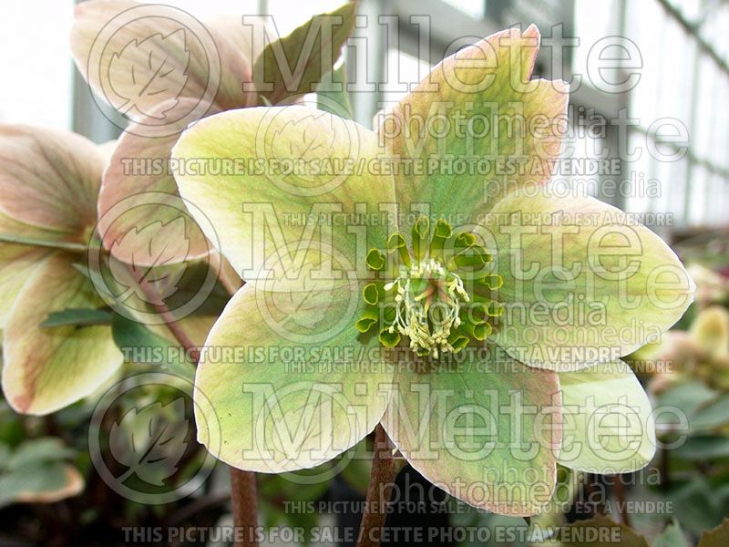 Helleborus Ivory Prince or Walhelivor (Hellébore) 1