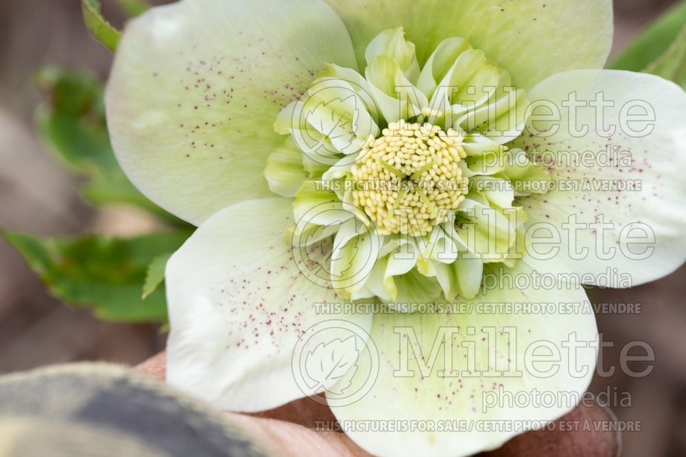 Helleborus White Tutu (Lenten Rose) 4