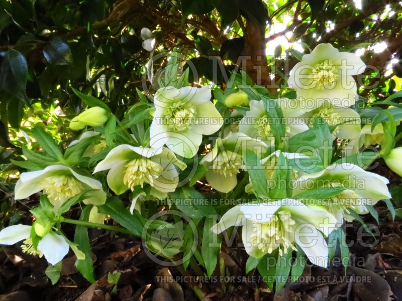 Helleborus White Tutu (Lenten Rose) 1