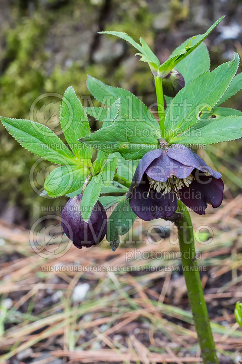 Helleborus Winter Dream Black (Lenten Rose) 2