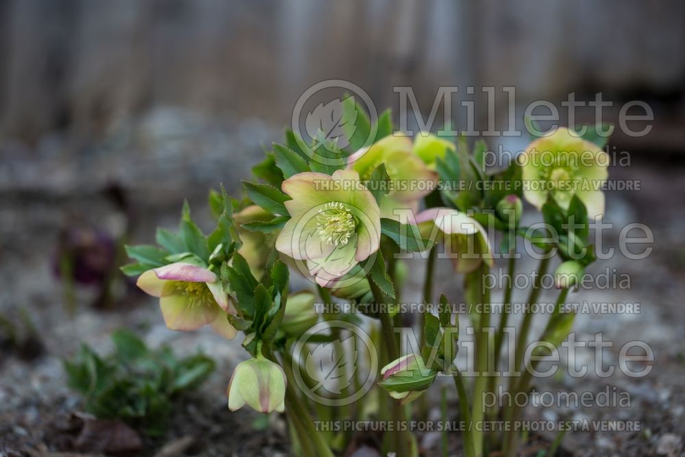 Helleborus Winter Dreams Apricot (Lenten Rose) 1