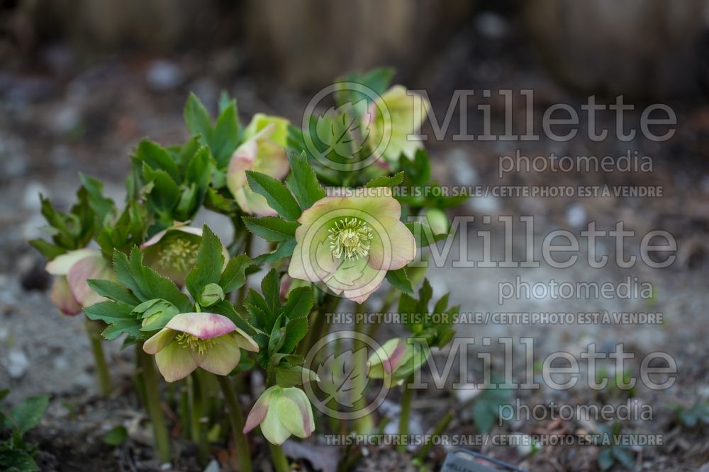 Helleborus Winter Dreams Apricot (Lenten Rose) 2