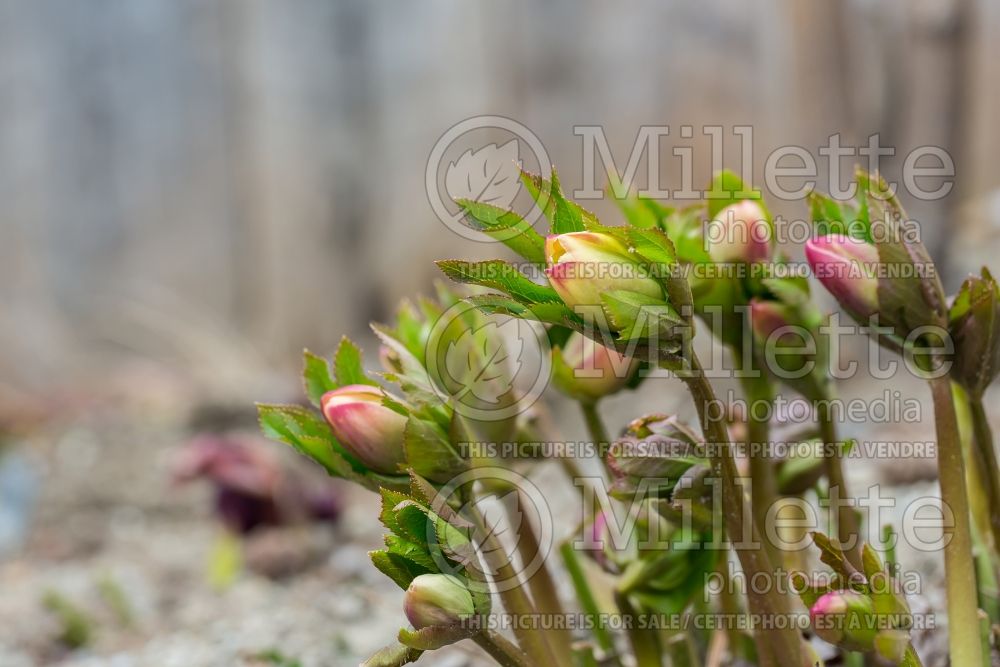 Helleborus Winter Dreams Apricot (Lenten Rose) 3