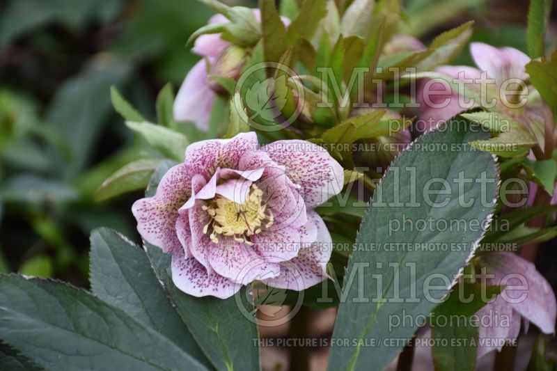 Helleborus Winter Dreams Elegance White (Lenten Rose) 1