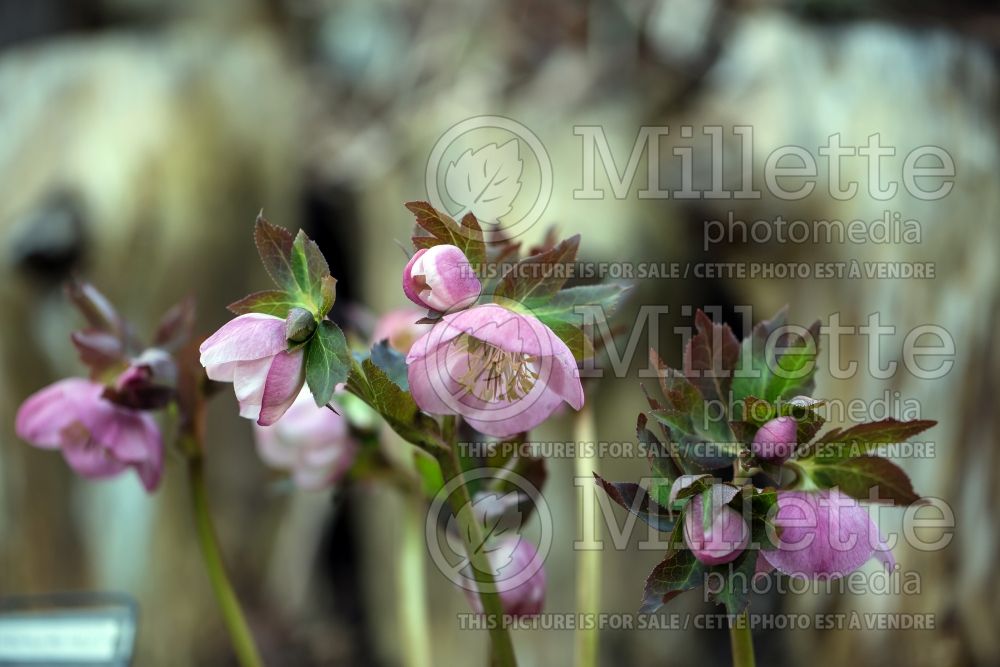 Helleborus Winter Dreams Pale Pink (Lenten Rose) 2