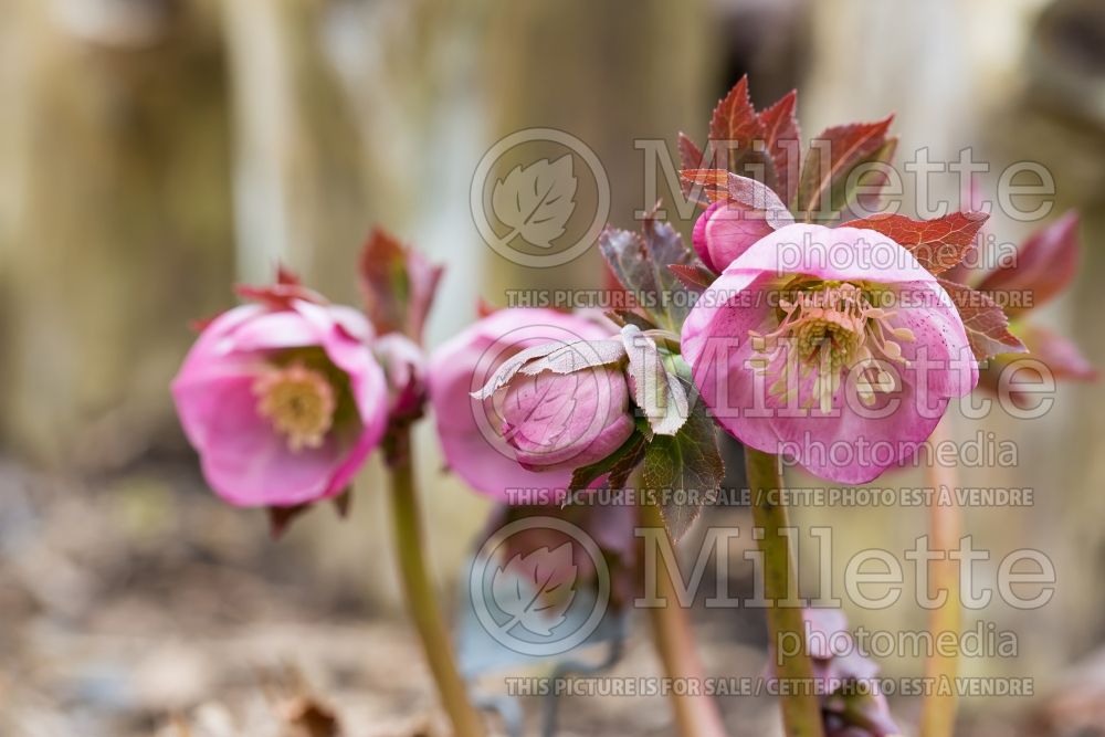 Helleborus Winter Dreams Pale Pink (Lenten Rose) 1