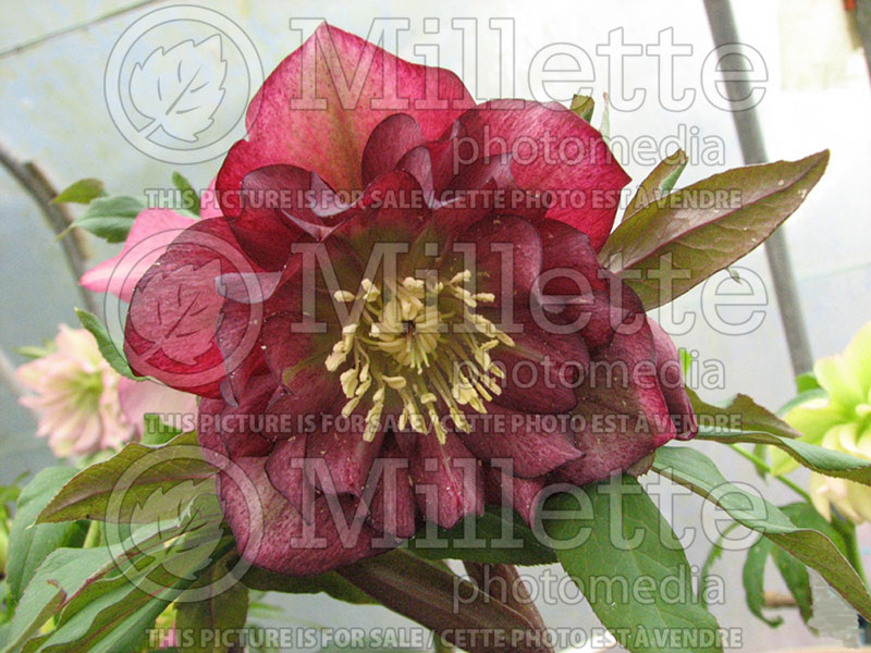 Helleborus Winter Jewel Peppermint Ice (Lenten Rose) 1