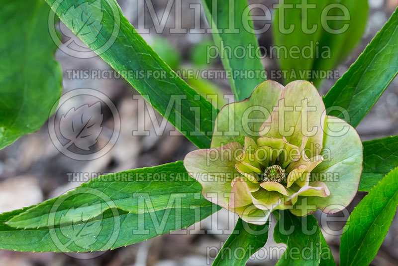 Helleborus Winter Jewels Amber Gem (Lenten Rose) 1