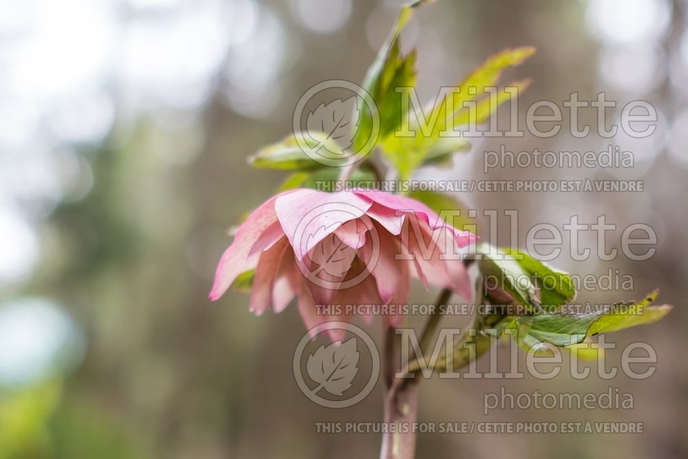 Helleborus Winter Jewels Amber Gem (Lenten Rose) 3