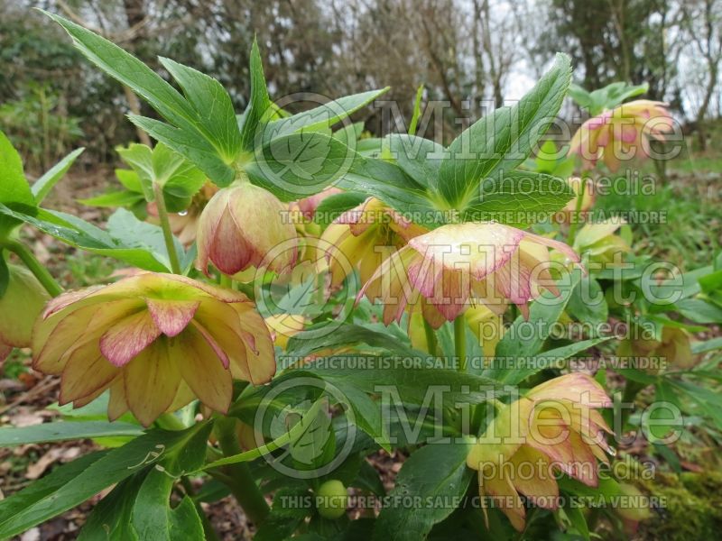 Helleborus Winter Jewels Amber Gem (Lenten Rose) 2