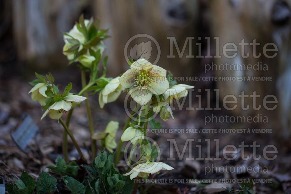 Helleborus Apricot Blush (Lenten Rose) 7  