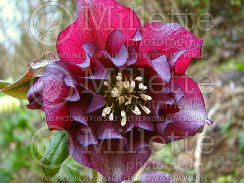 Helleborus Winter Jewels Berry Swirl (Lenten Rose) 1