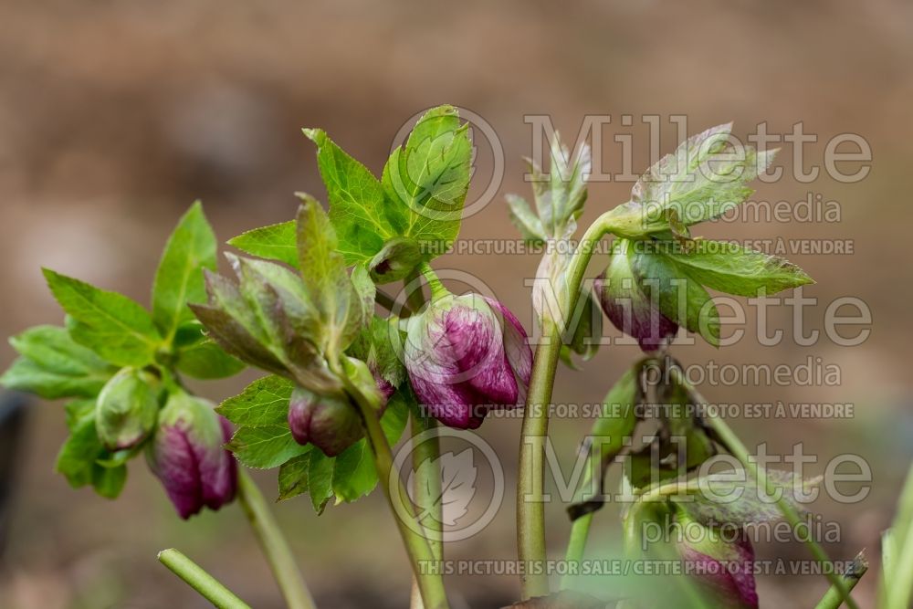 Helleborus Winter Jewels Cherry Blossom (Lenten Rose) 10