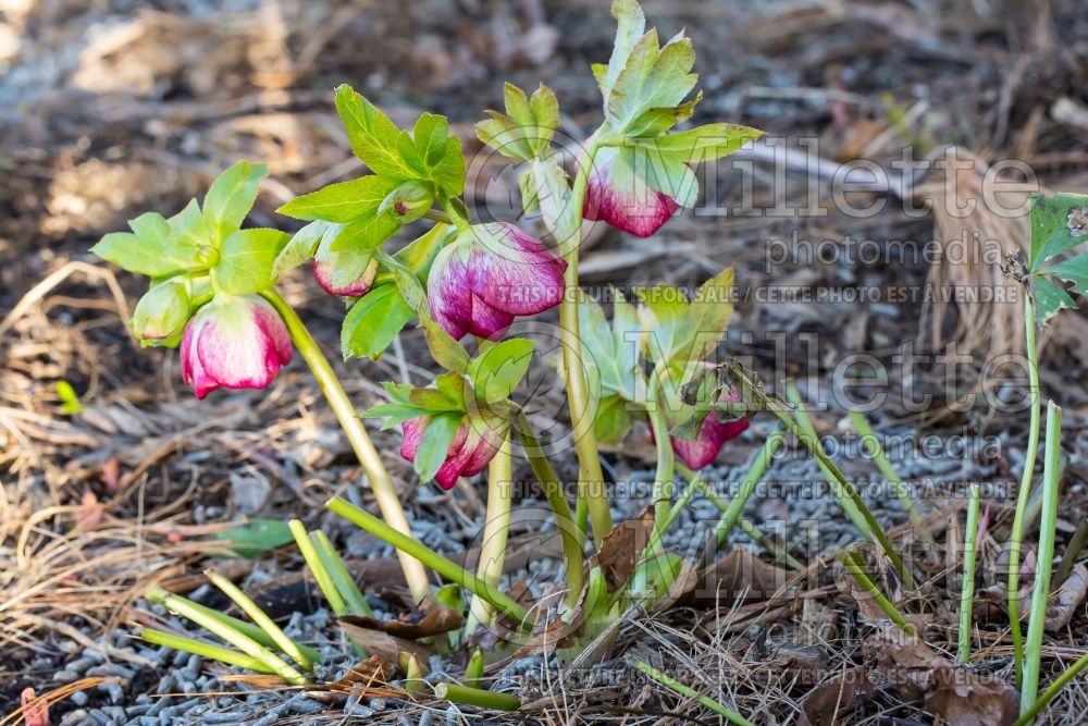 Helleborus Winter Jewels Cherry Blossom (Lenten Rose) 11