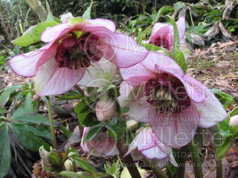 Helleborus Winter Jewels Cherry Blossom (Lenten Rose) 4