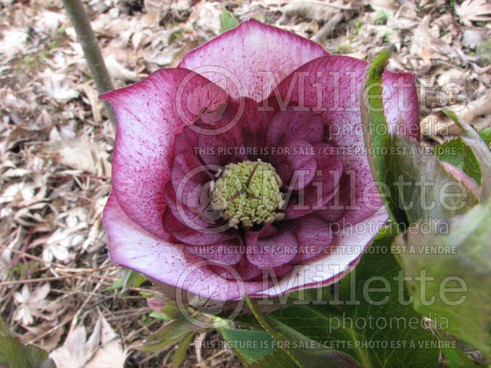 Helleborus Winter Jewels Cherry Blossom (Lenten Rose) 5