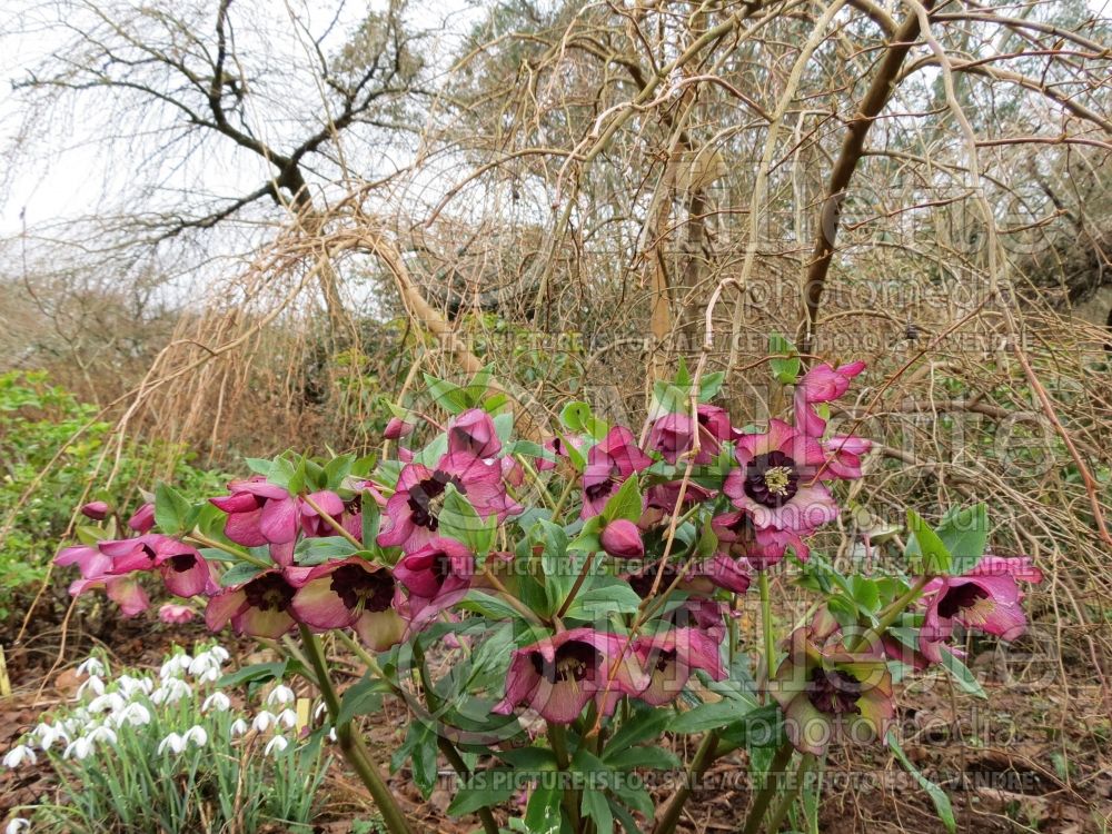 Helleborus Winter Jewels Cherry Blossom (Lenten Rose) 7