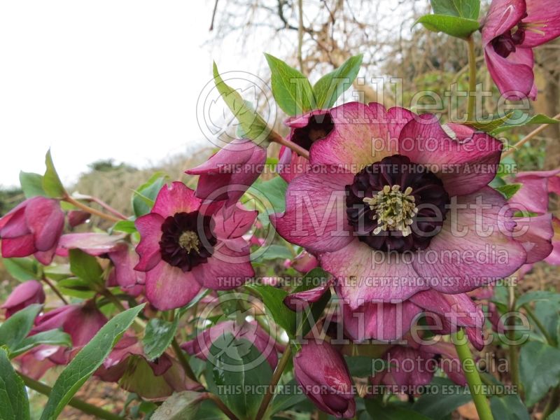 Helleborus Winter Jewels Cherry Blossom (Lenten Rose) 8