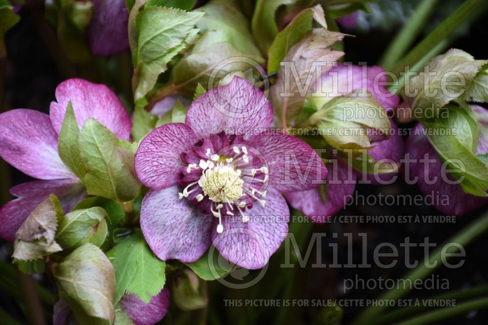 Helleborus Winter Jewels Cherry Blossom (Lenten Rose) 9