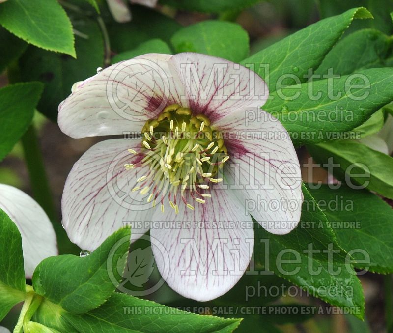 Helleborus Winter Jewels Cherry Blossom (Lenten Rose) 2