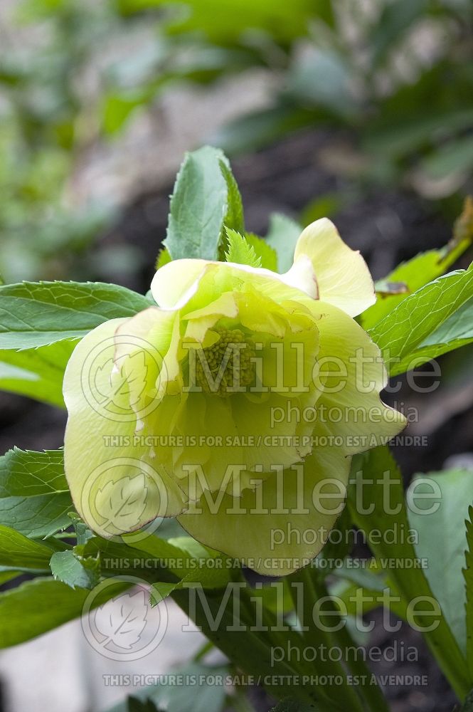 Helleborus Winter Jewels Golden Lotus (Lenten Rose) 1