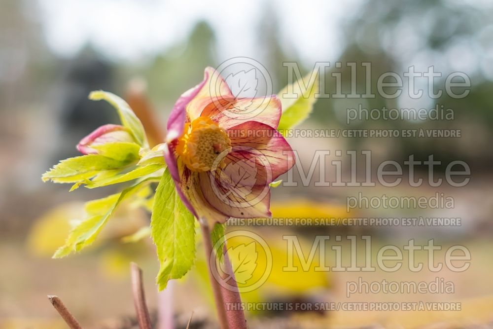 Helleborus Winter Jewels Golden Sunrise (Lenten Rose) 1