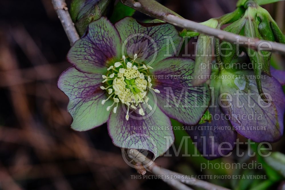 Helleborus Winter Jewels Jade Star (Lenten Rose) 5