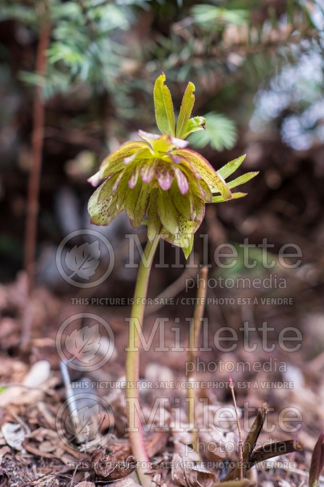 Helleborus Winter Jewels Jade Tiger (Lenten Rose) 2