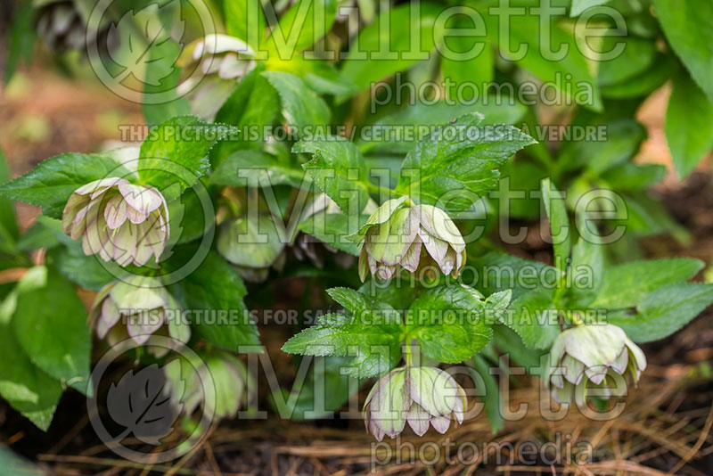 Helleborus Winter Jewels Onyx Odyssey (Lenten Rose) 1