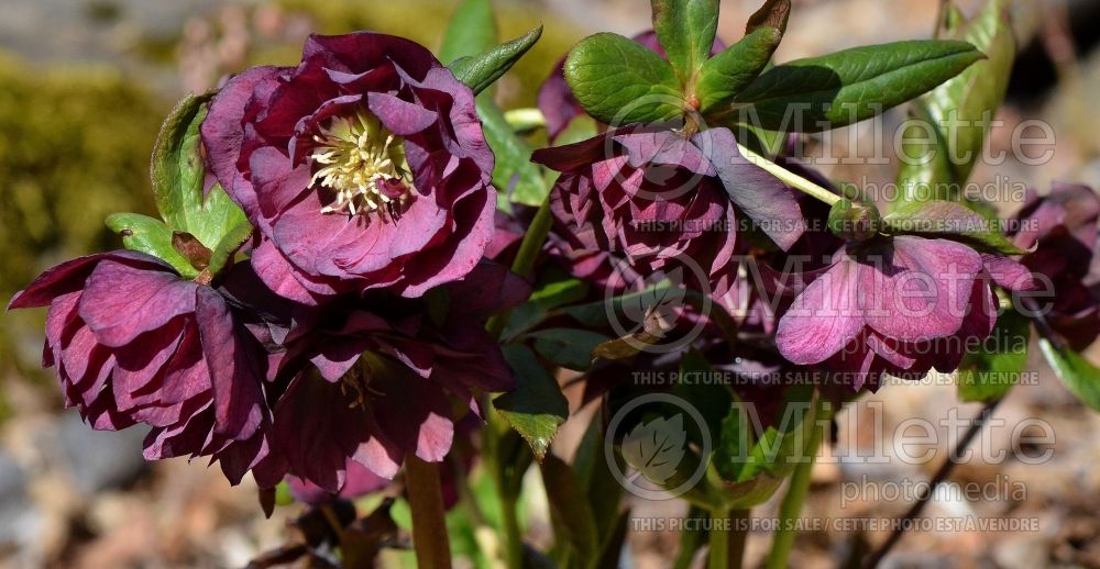 Helleborus Winter Jewels Onyx Odyssey (Lenten Rose) 4