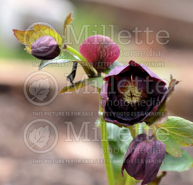 Helleborus Winter Jewels Onyx Odyssey (Lenten Rose) 2